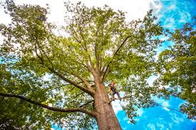 How Our Tree Care Process Works  in  Teaticket, MA